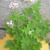  (Pelargonium roseum.)