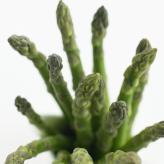  (Asparagus officinalis)