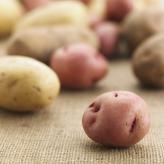  (Solanum tuberosum)