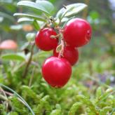  (Vaccinium)