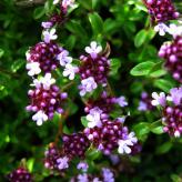   (Thymus serpyllum.)